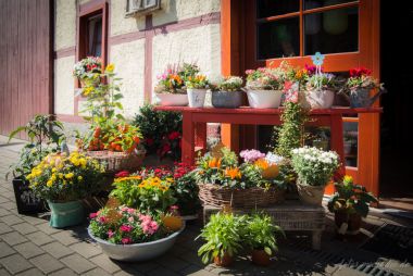 Pflanzschalen & Topfpflanzen - Bumenladen Natur Pur Erfurt Niedernissa Pflanzschalen & Topfpflanzen - Bumenladen Natur Pur Erfurt Niedernissa